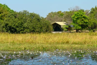 Shoebill Island Camp Bangweulu Wetlands Luxury Family Safaris Zambia Coral Tree Travel