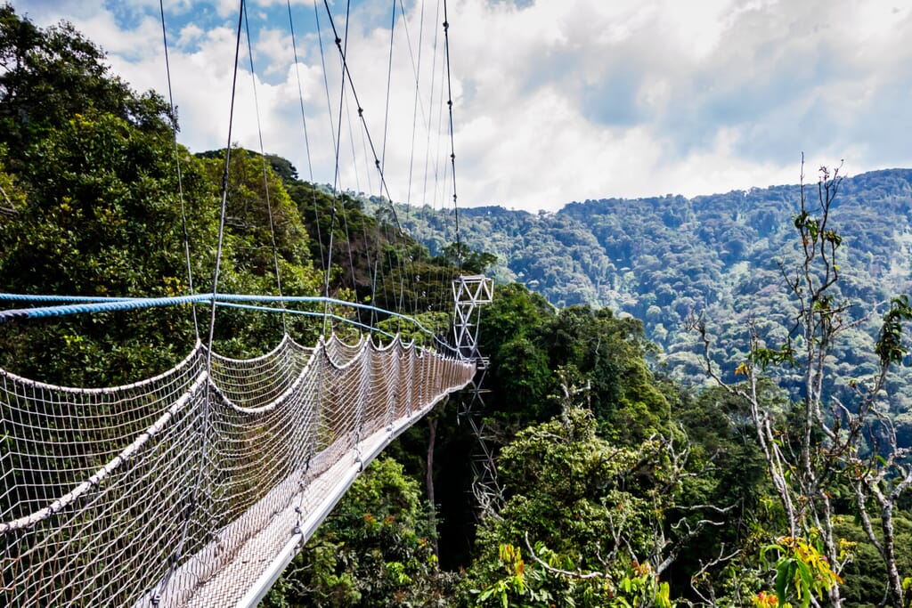 Nyungwe National Park Luxury Family Safaris Rwanda Coral Tree Travel