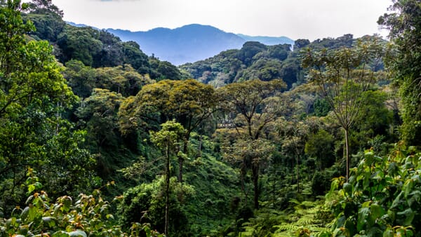 Nyungwe National Park Luxury Family Safaris Rwanda Coral Tree Travel