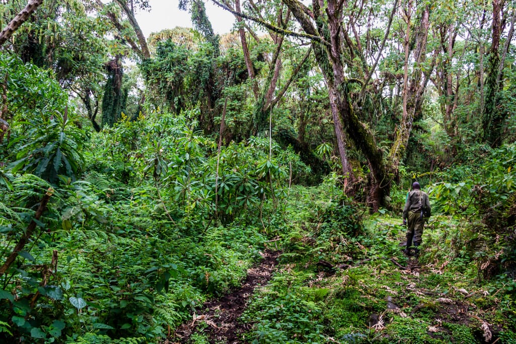 Volcanoes National Park Luxury Family Safaris Rwanda Coral Tree Travel