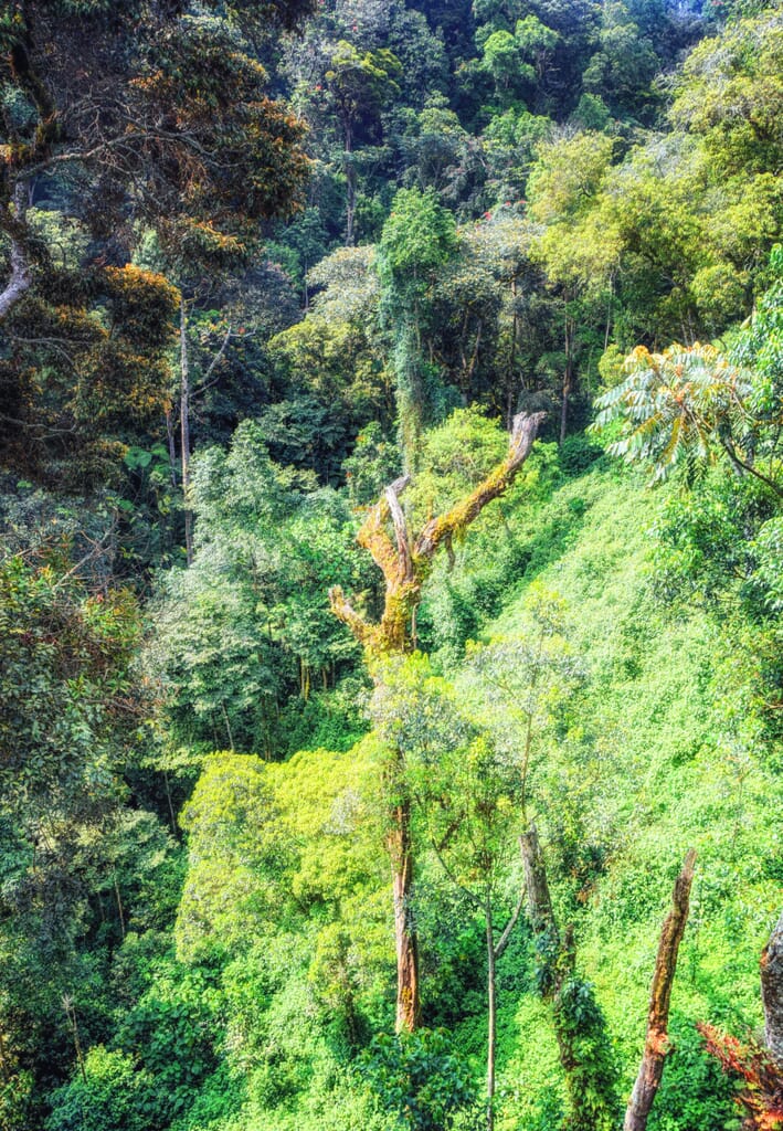 Nyungwe National Park Luxury Family Safaris Rwanda Coral Tree Travel