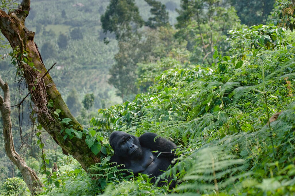 Volcanoes National Park Luxury Family Safaris Rwanda Coral Tree Travel