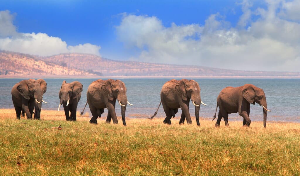 Lake Kariba Luxury Family Safaris Zimbabwe