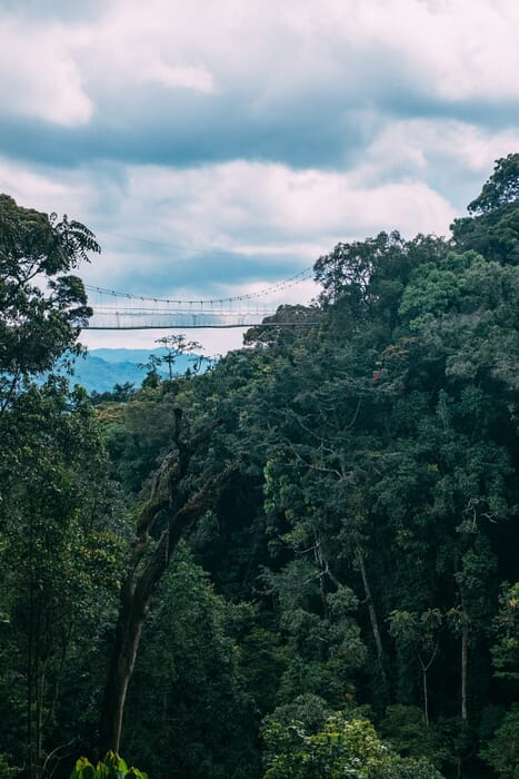 Nyungwe National Park Luxury Family Safaris Rwanda Coral Tree Travel