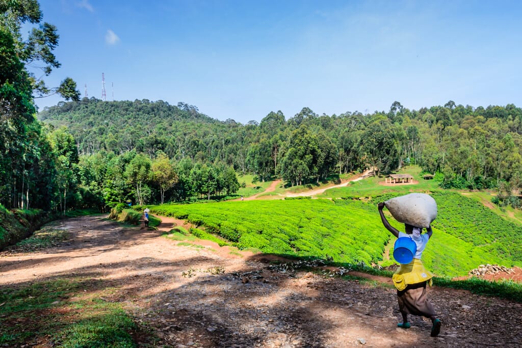 Nyungwe National Park Luxury Family Safaris Rwanda Coral Tree Travel