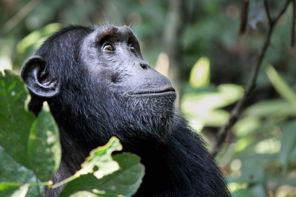 Nyungwe National Park Luxury Family Safaris Rwanda Coral Tree Travel
