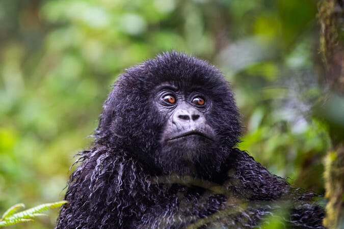 Wilderness Sabyinyo Volcanoes National Park Luxury Family Safaris Rwanda Coral Tree Travel