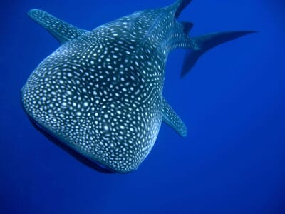 Sava Dunes Inhambane Luxury Family Safaris Mozambique Coral Tree Travel