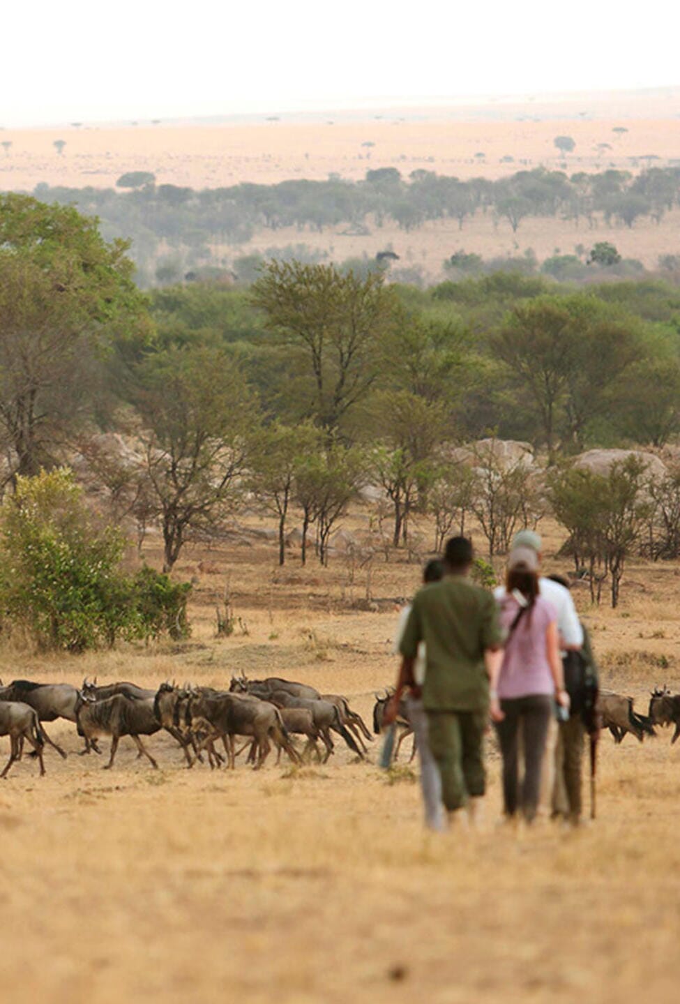 Sayari Camp Luxury Serengeti Luxury Family Safaris Tanzania Coral Tree Travel