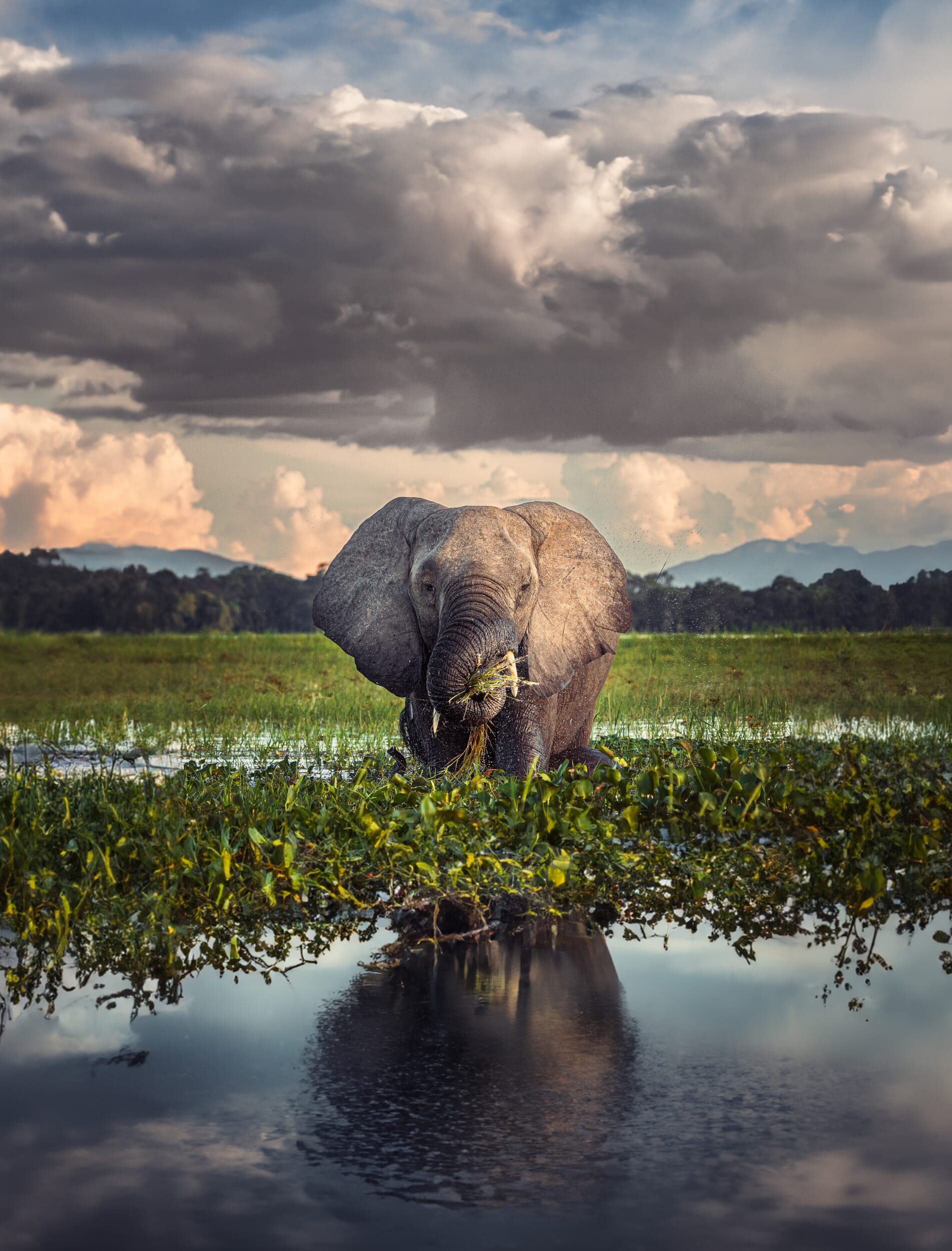 Liwonde_15.jpg?w=533&h=700&scale