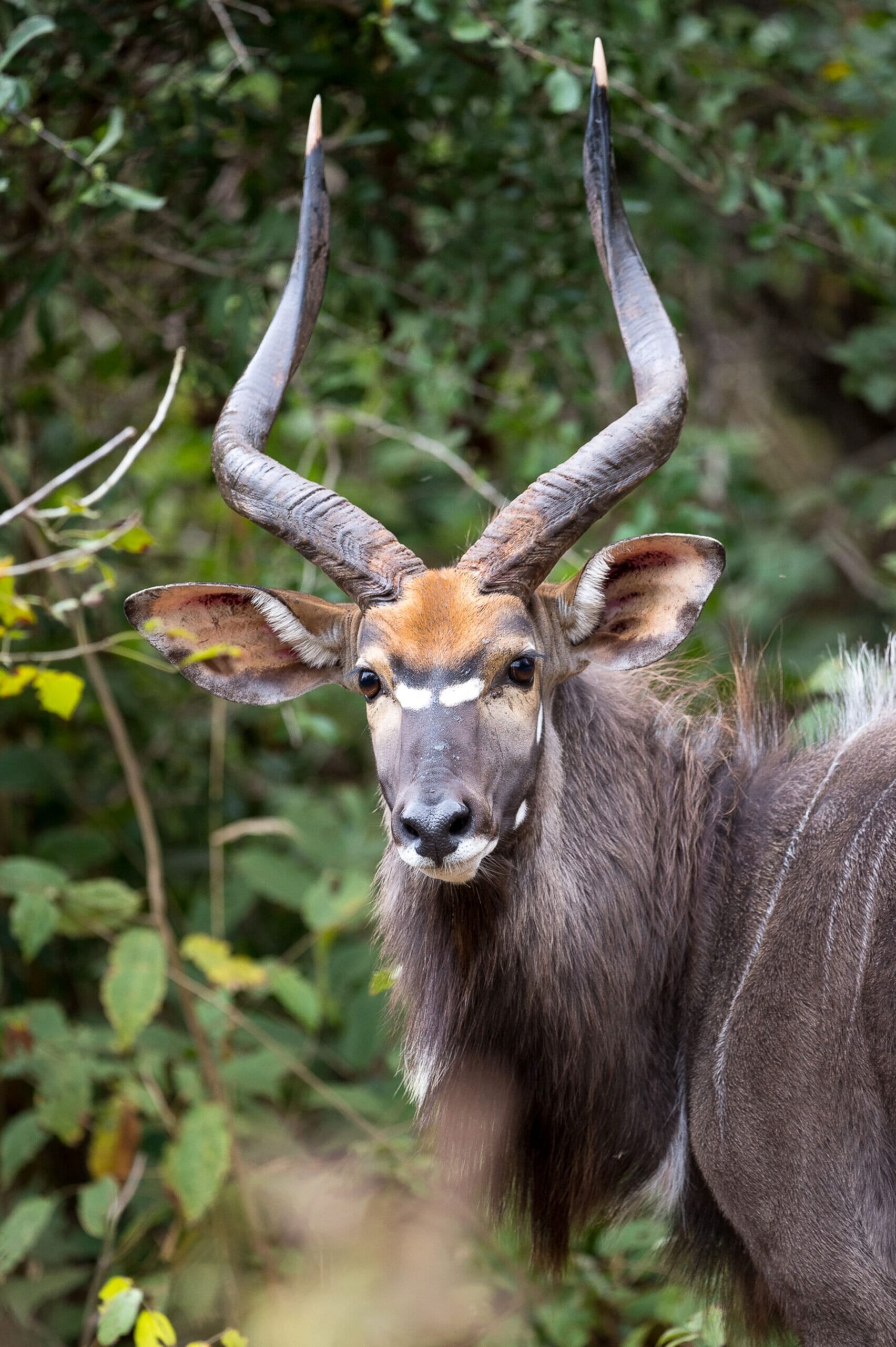 Majete_4.jpg?w=466&h=700&scale