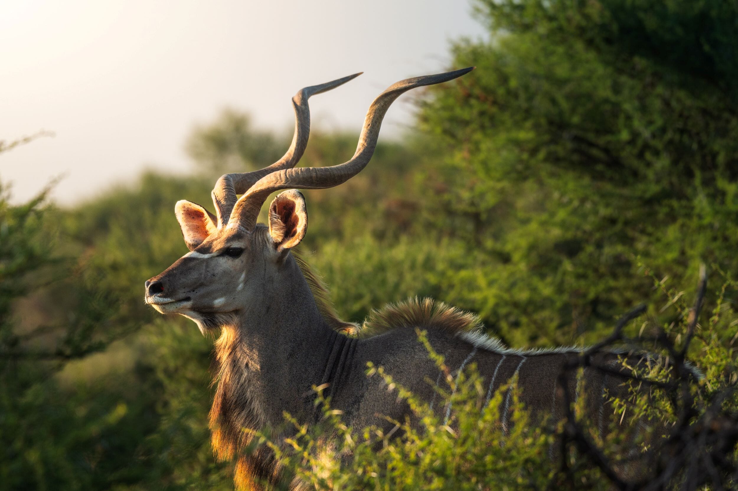 Jaci's Private Lodge Madikwe Game Reserve South Africa Luxury Family Safaris Coral Tree Travel