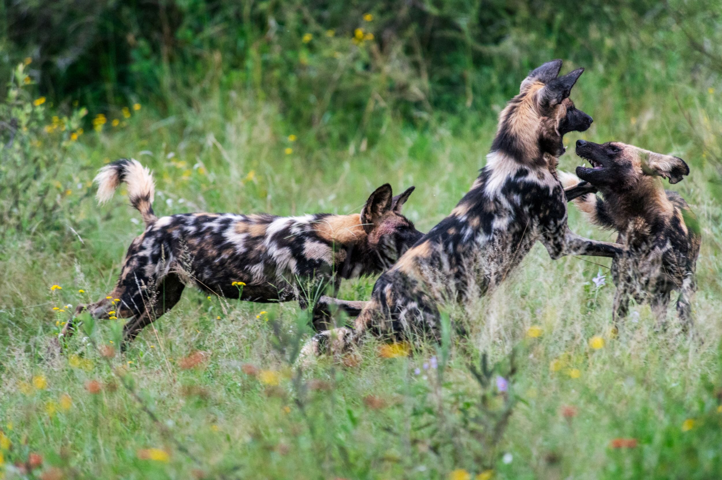 Jaci's Private Lodge Madikwe Game Reserve South Africa Luxury Family Safaris Coral Tree Travel