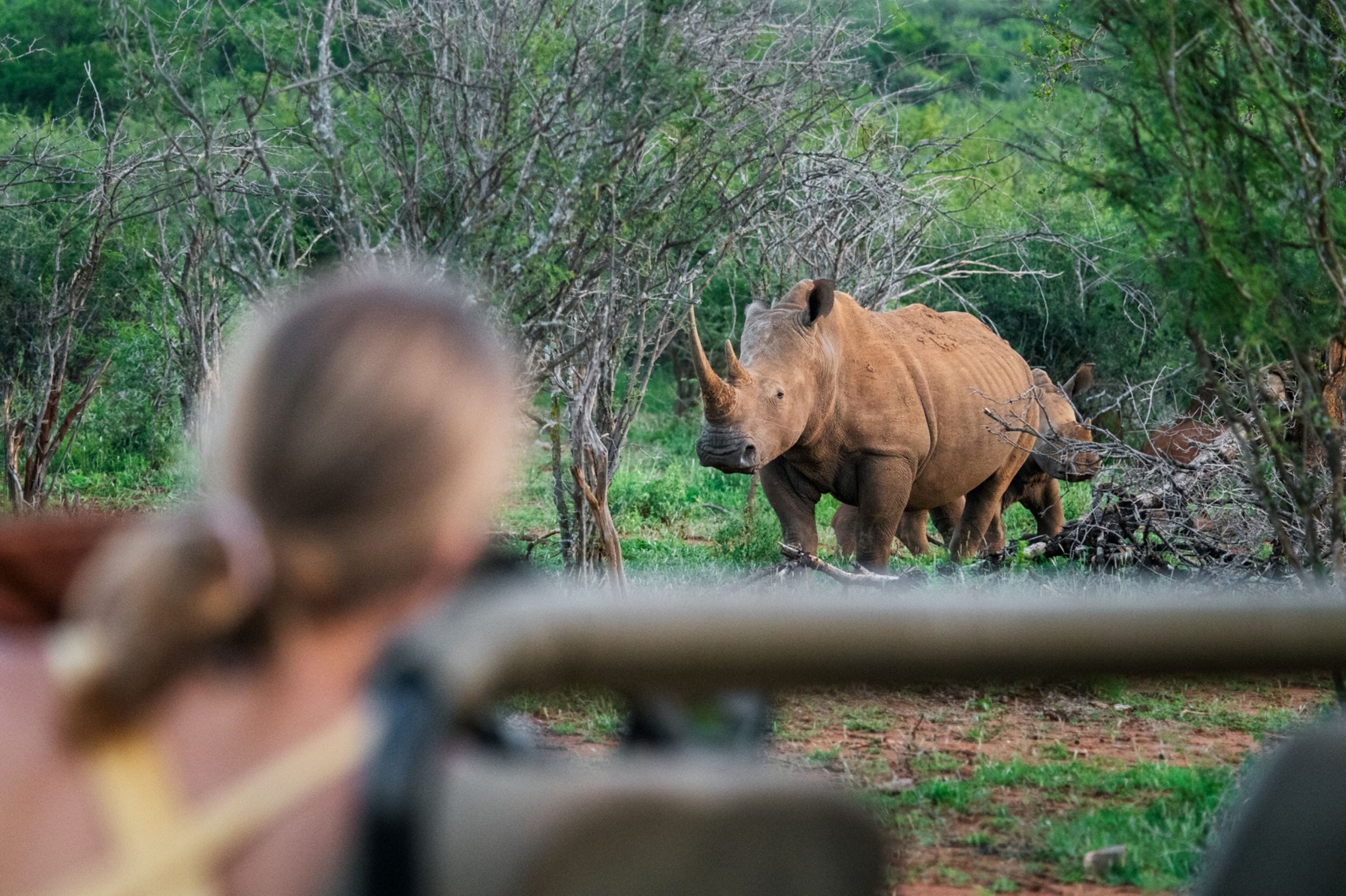 Jaci's Private Lodge Madikwe Game Reserve South Africa Luxury Family Safaris Coral Tree Travel