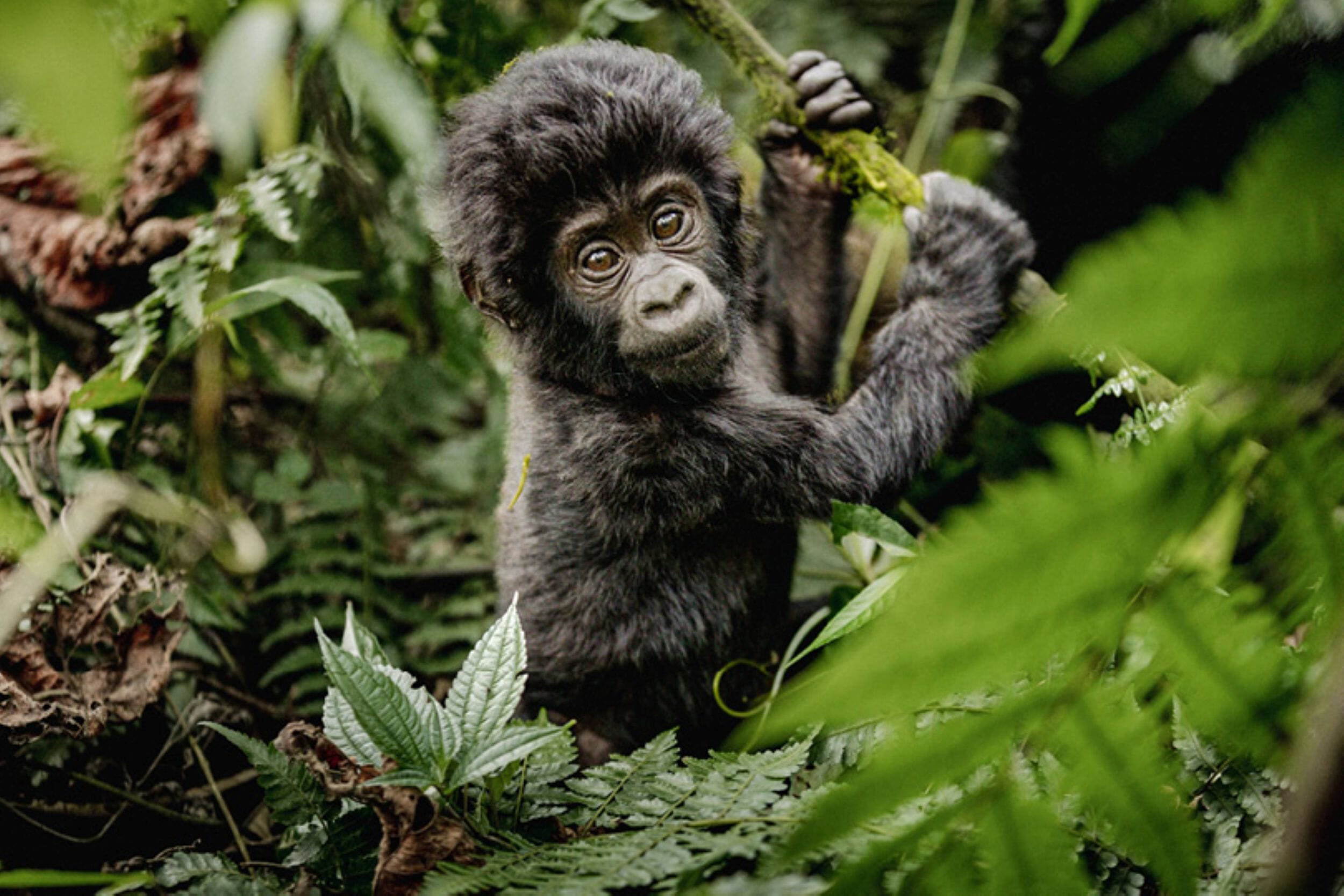 Erebero Hills_Uganda_Bwindi Impenetrable Forest_Luxury Family Safaris Coral Tree Travel