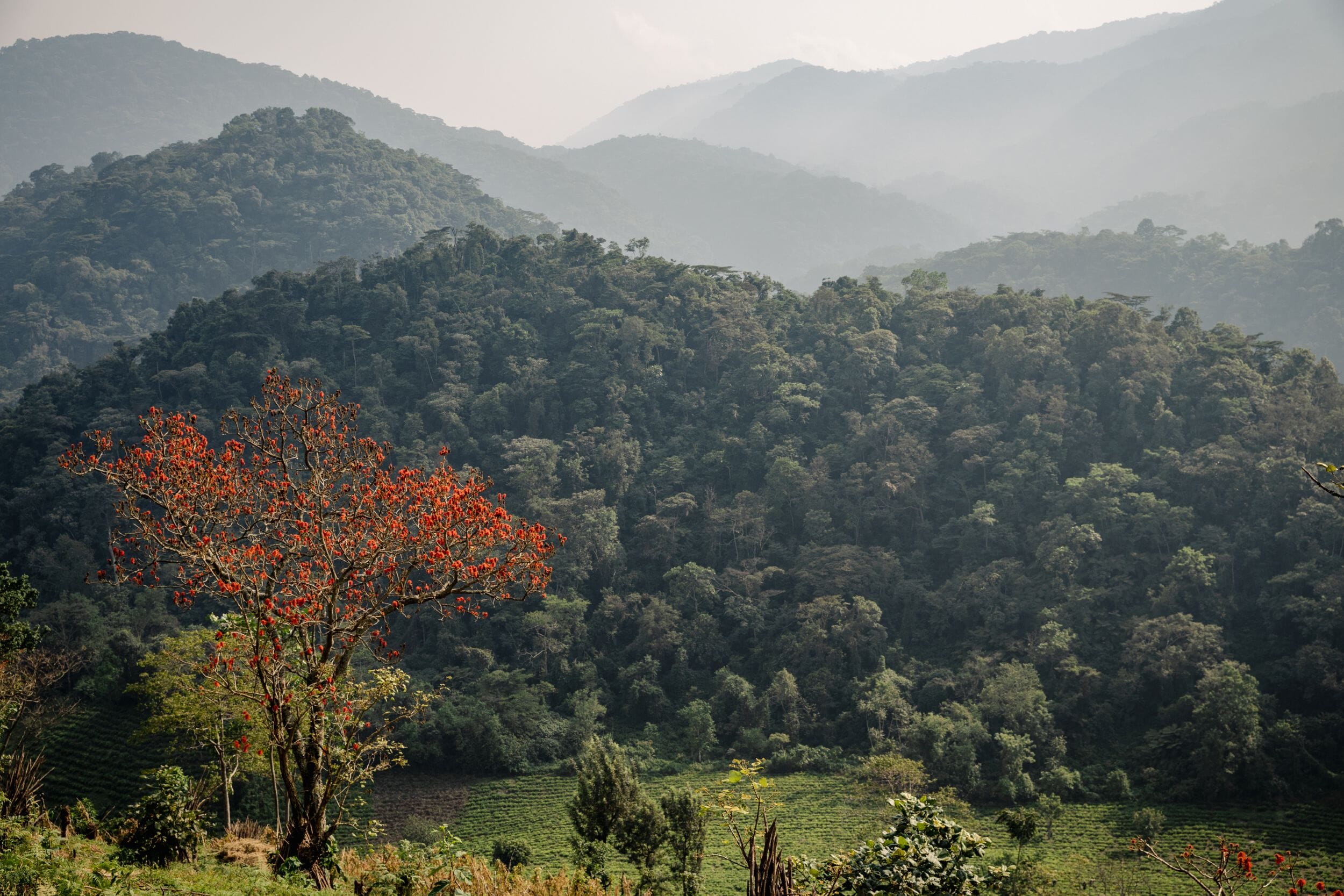 Erebero Hills_Uganda_Bwindi Impenetrable Forest_Luxury Family Safaris Coral Tree Travel