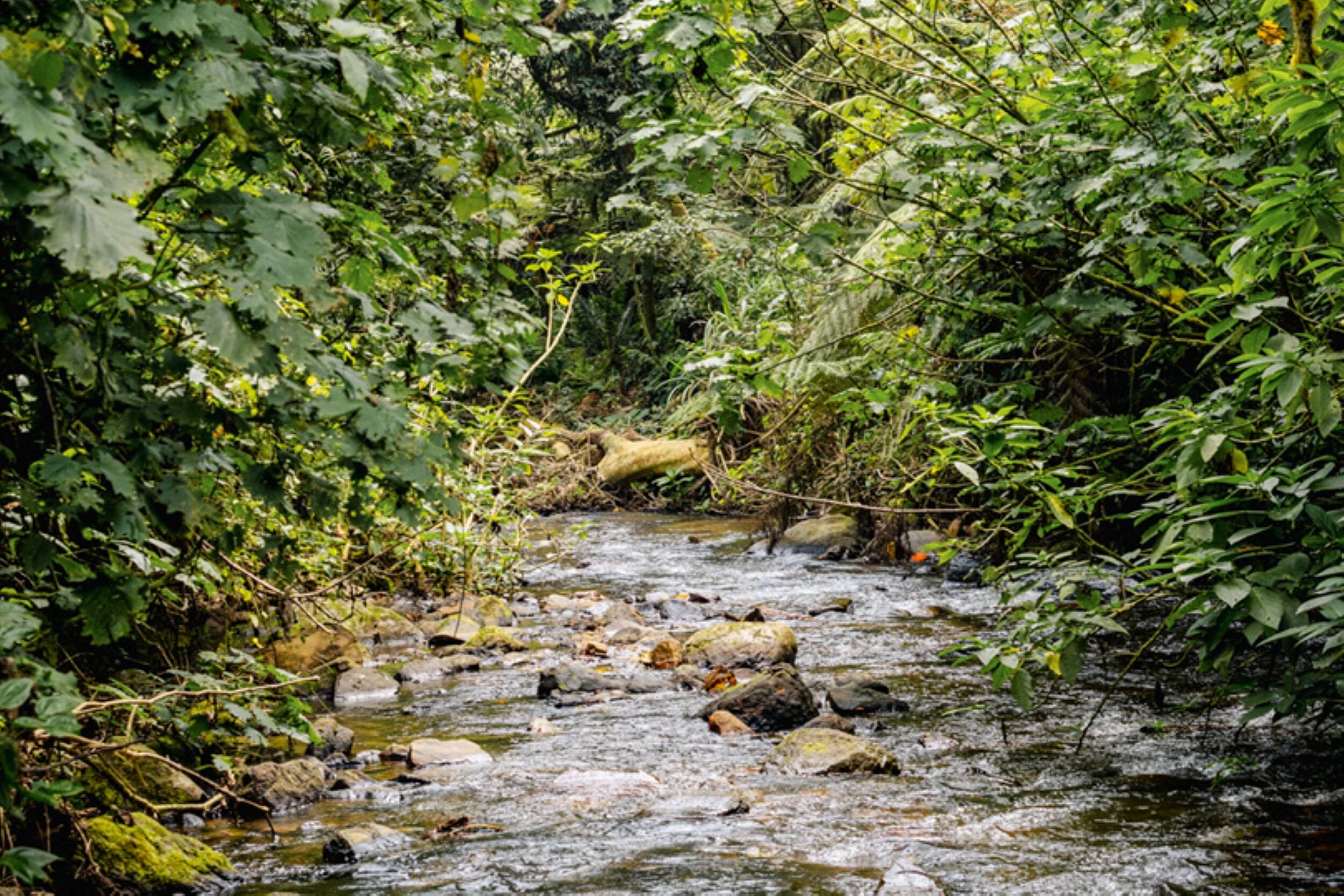 Erebero Hills_Uganda_Bwindi Impenetrable Forest_Luxury Family Safaris Coral Tree Travel