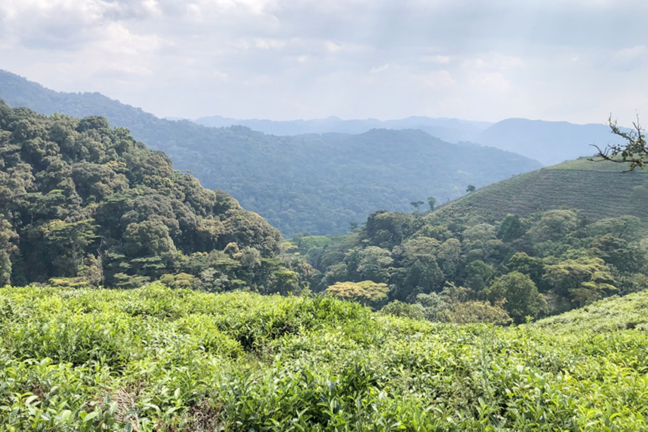Erebero Hills_Uganda_Bwindi Impenetrable Forest_Luxury Family Safaris Coral Tree Travel