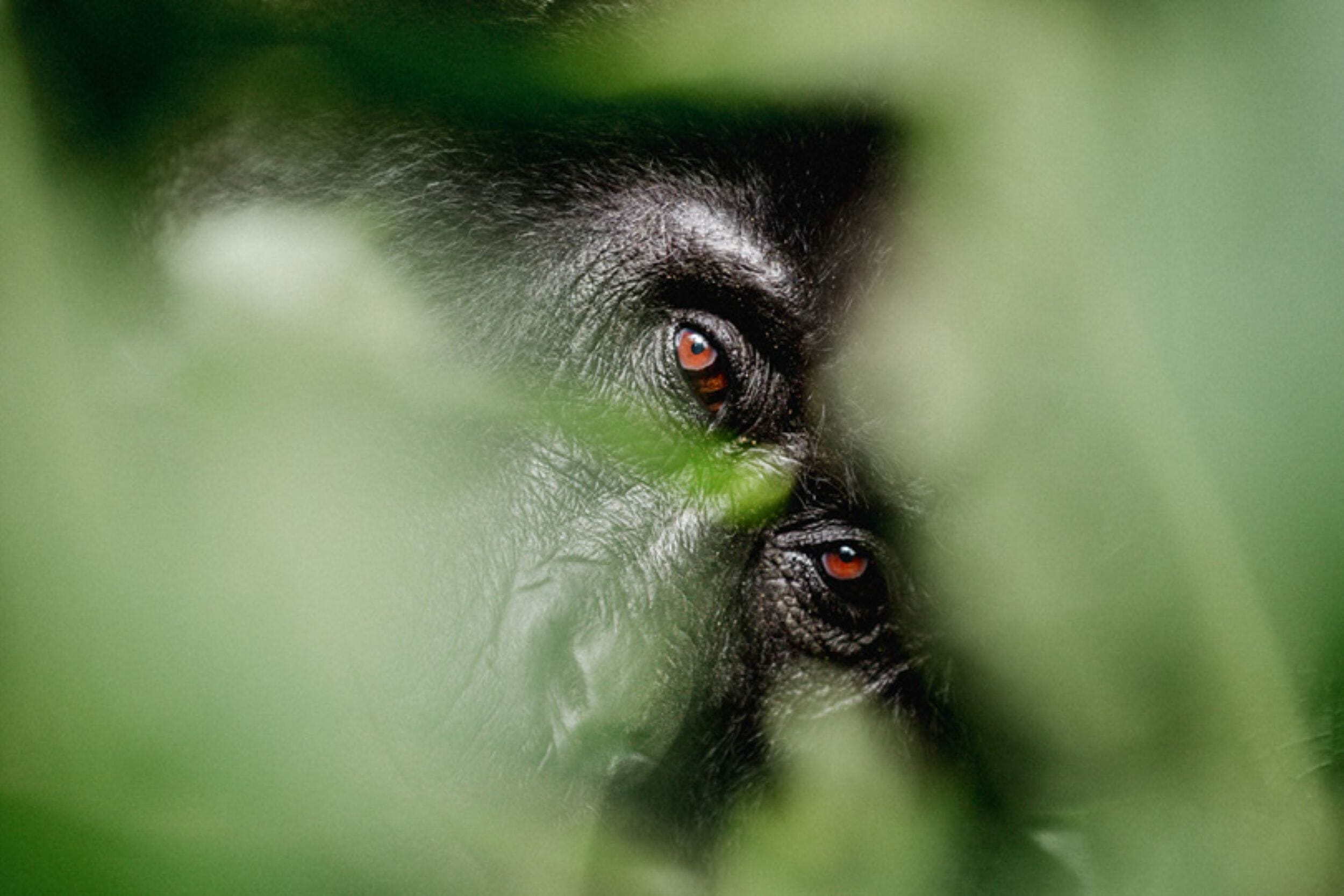 Erebero Hills_Uganda_Bwindi Impenetrable Forest_Luxury Family Safaris Coral Tree Travel