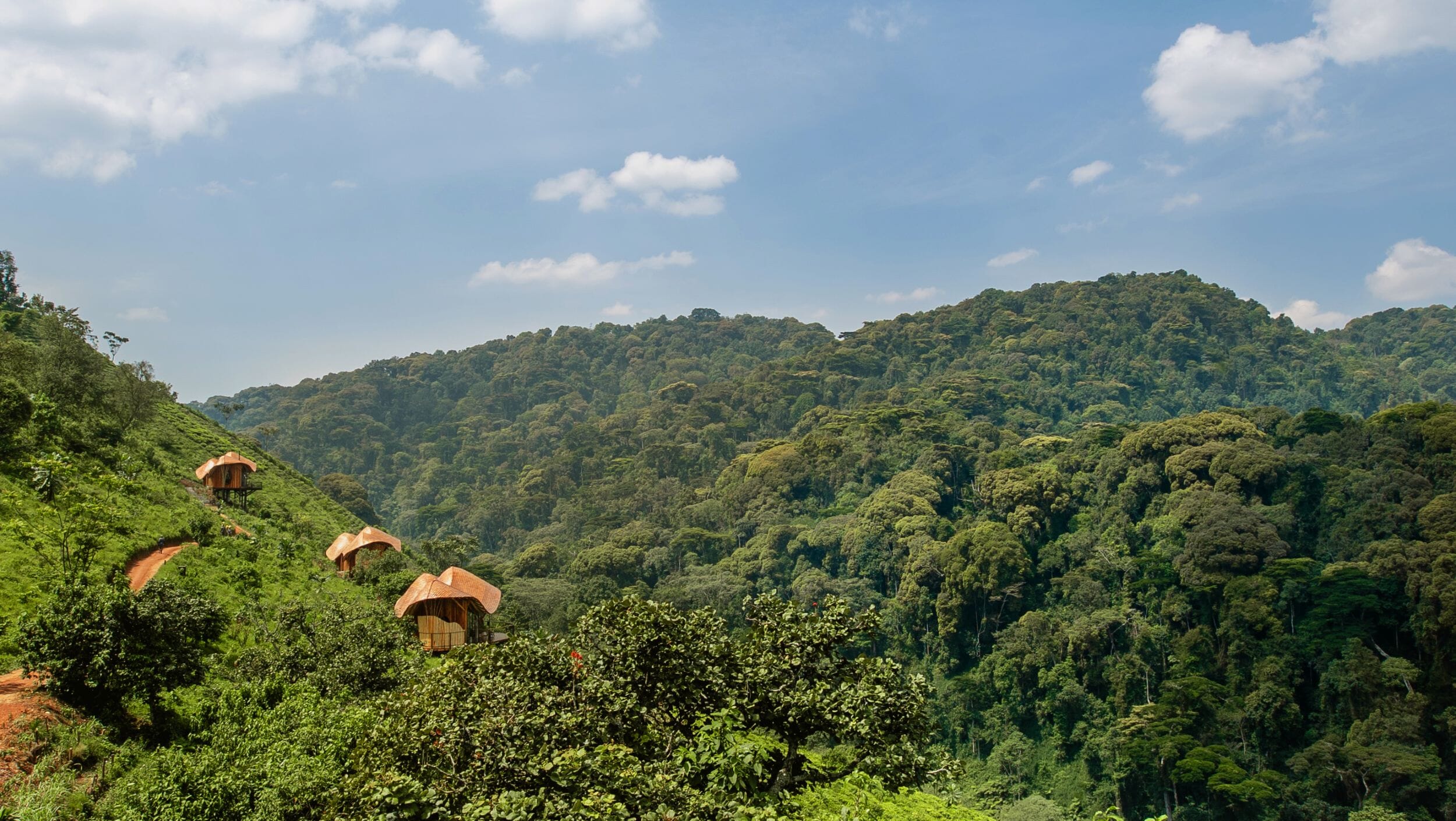 Erebero Hills_Uganda_Bwindi Impenetrable Forest_Luxury Family Safaris Coral Tree Travel