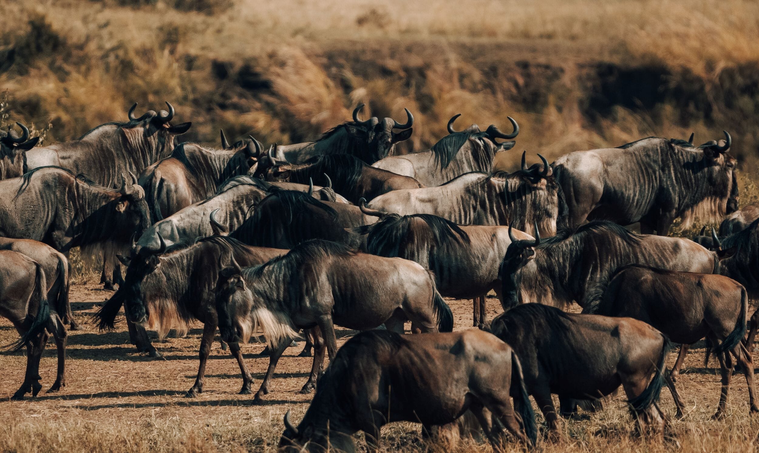 Wayo Serengeti Green Camp, Tanzania, Luxury Family Safaris Coral Tree Travel