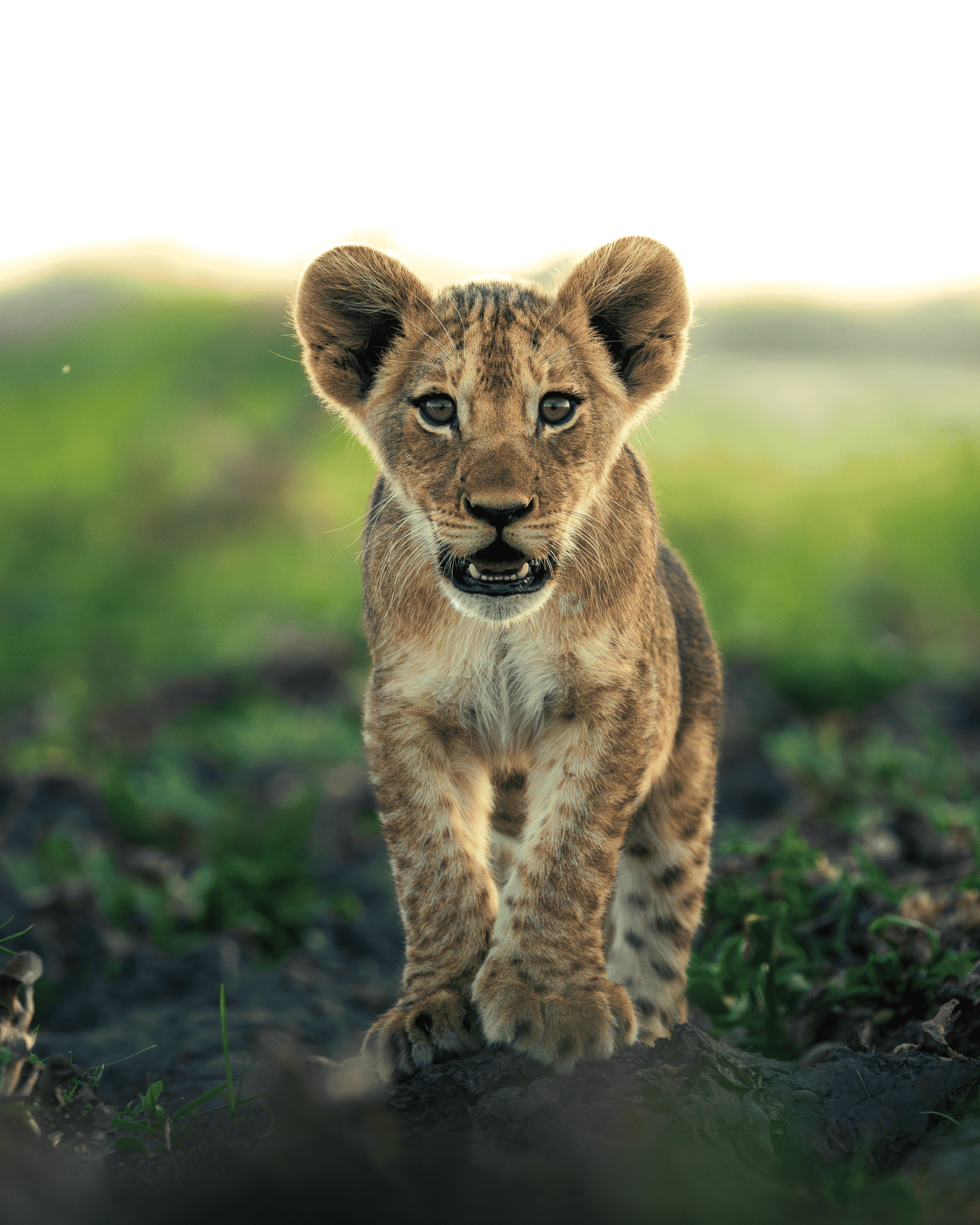 Mvuu Camp_Liwonde_Malawi_Luxury Family Safaris Coral Tree Travel