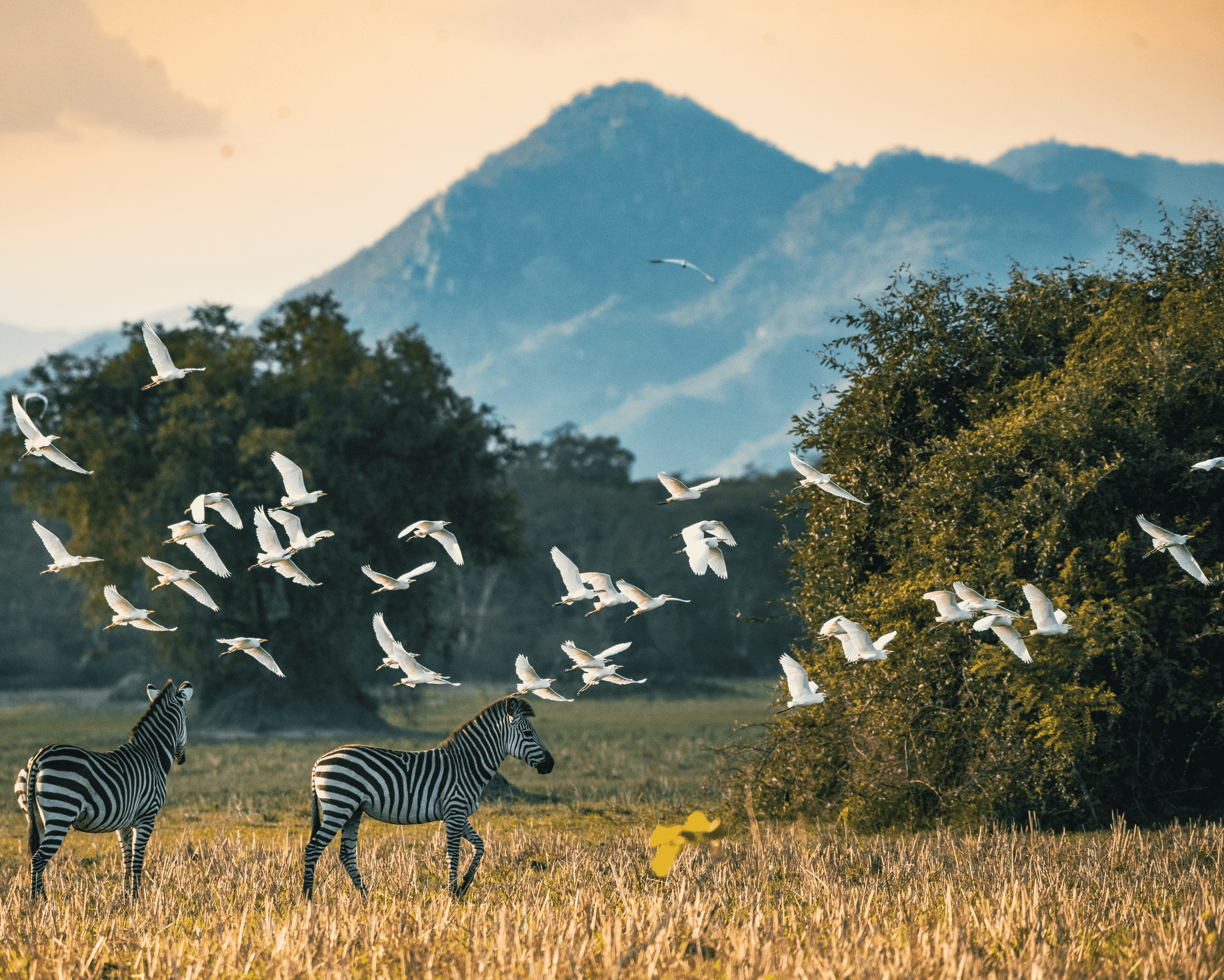 Mvuu Camp_Liwonde_Malawi_Luxury Family Safaris Coral Tree Travel